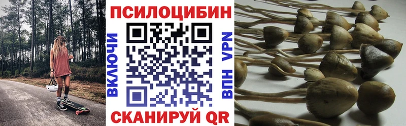 сайты даркнета клад  Красноярск  Псилоцибиновые грибы Cubensis 